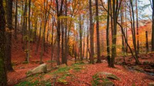 meditazione autunno 2022 channeling della luce