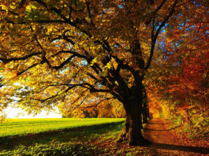meditazione autunno 2024